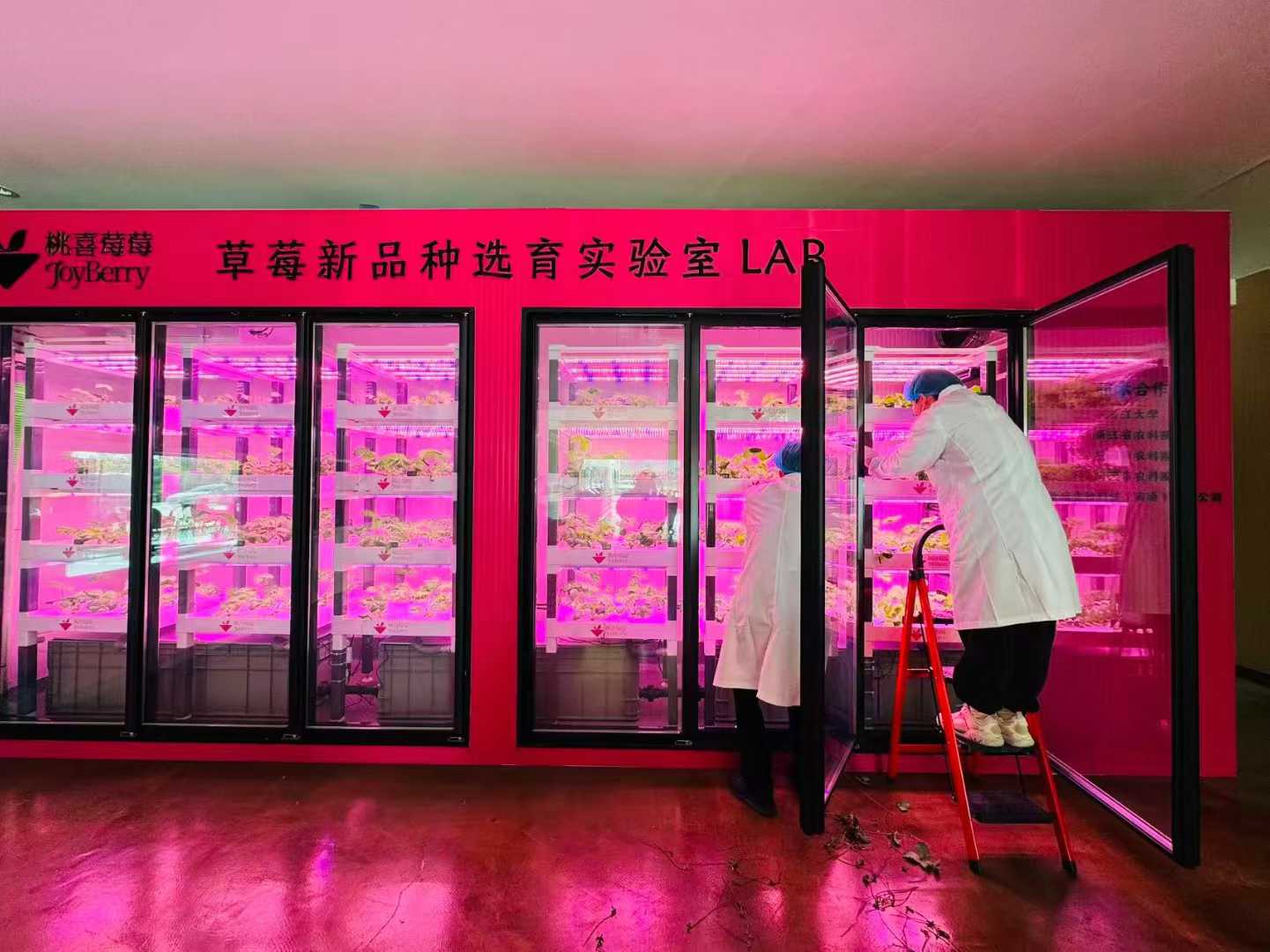 jiaxing-strawberry-lab-1.jpg