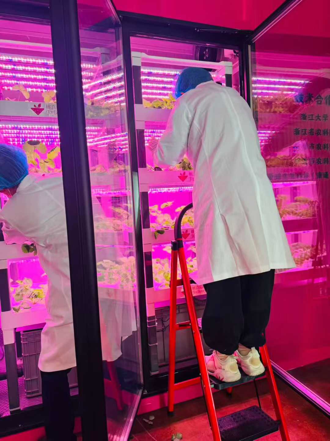jiaxing-strawberry-lab-2.jpg
