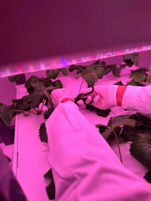 jiaxing-strawberry-lab-4.jpg