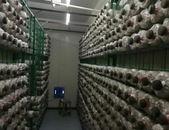 mushroom container 02