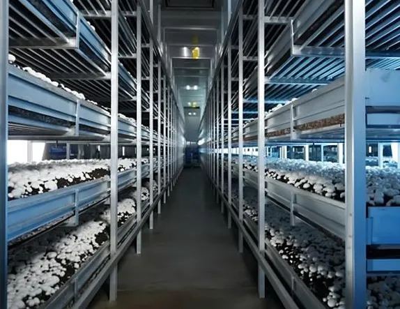 mushroom plant factory 02