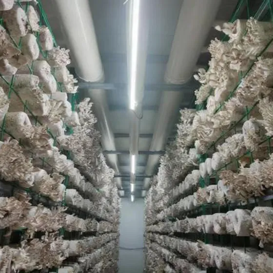 Mushroom Plant Factory