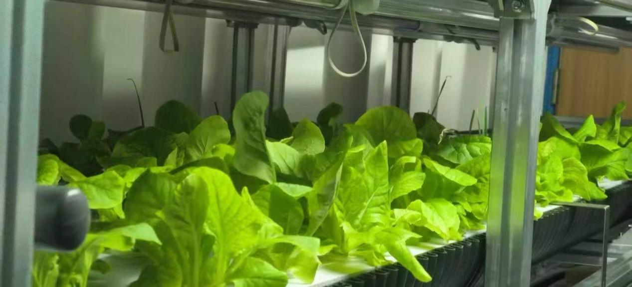 the-first-harvest-of-the-intelligent-hydroponic-system-aboard-1.jpg