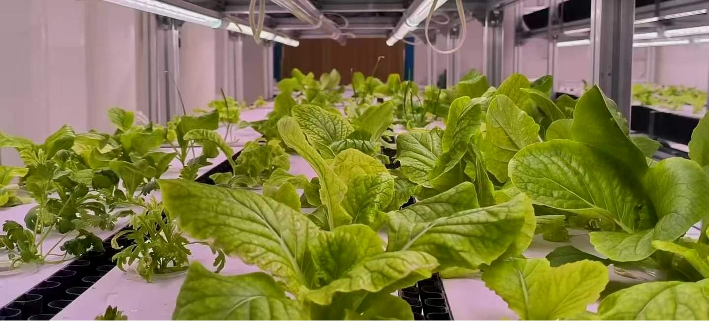 the-first-harvest-of-the-intelligent-hydroponic-system-aboard-2.jpg