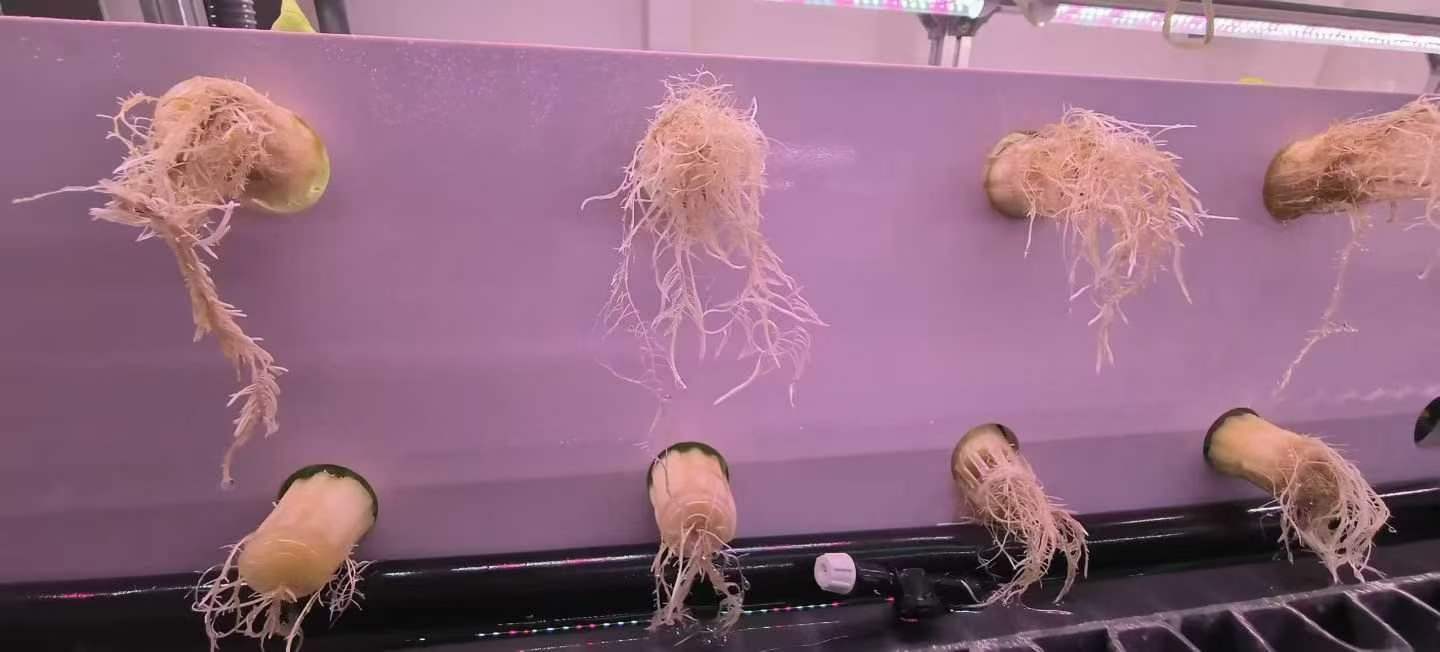 the-first-harvest-of-the-intelligent-hydroponic-system-aboard-3.jpg