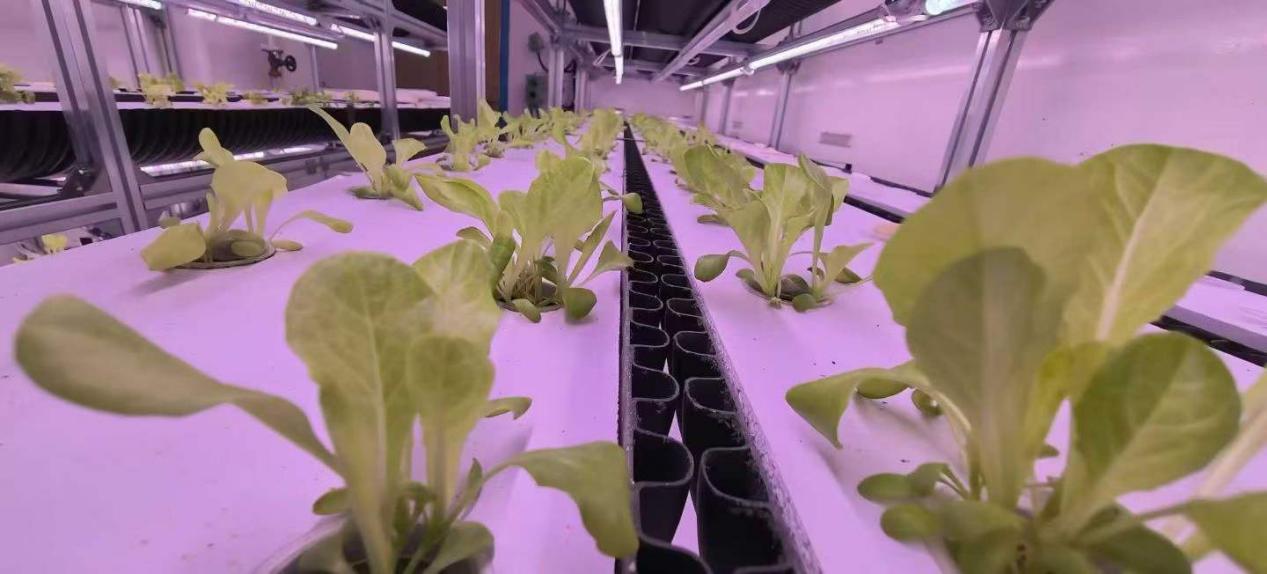 the-first-harvest-of-the-intelligent-hydroponic-system-aboard-6.jpg
