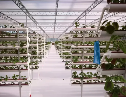 vertical nft system hn3