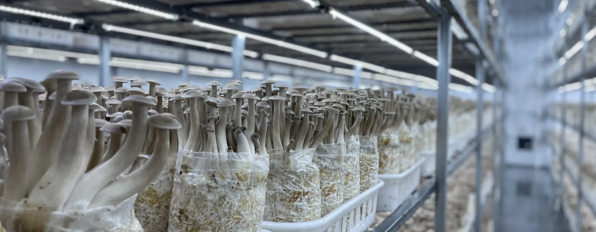 HG4-Mushroom Grow Container