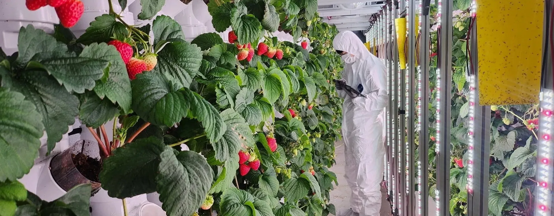 HG1-Strawberry Grow Container