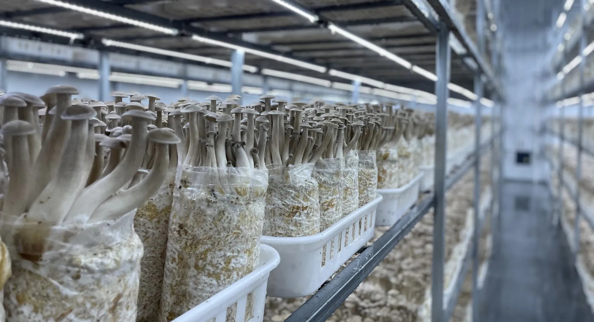 Mushroom Cultivation Series