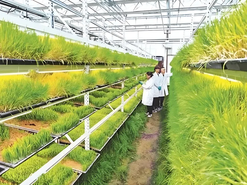 HydroBlue Outdoor Greenhouse Forage Grass Plant Factory adopts intelligent hydroponics and precise climate control, combined with an efficient integrated water-fertilizer system. High-quality forage is ready in 6-8 days, water-saving and land-efficient with no seasonal constraints. It enables stable year-round supply of nutritious feed, suitable for large-scale breeding and supporting green sustainable livestock farming.