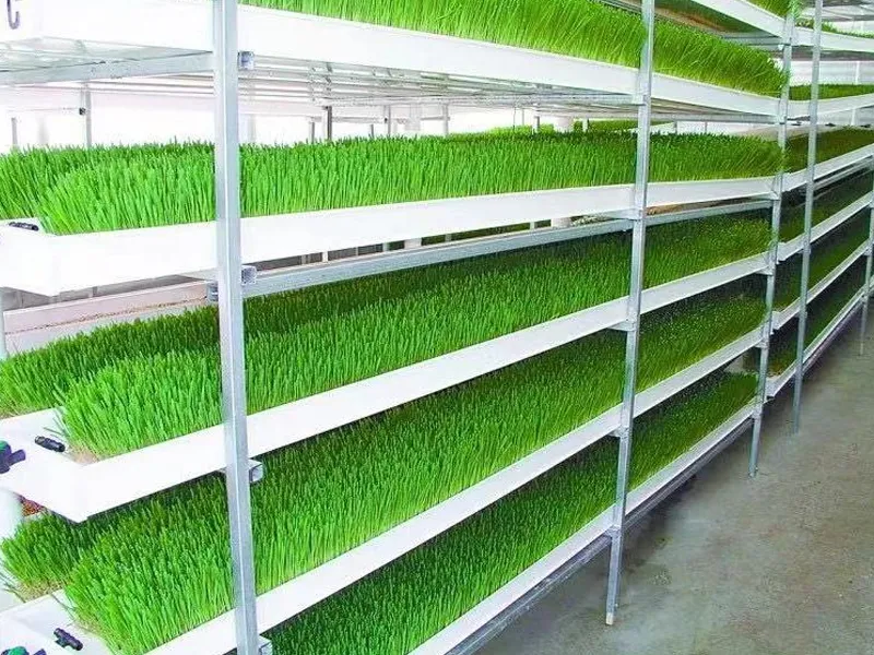 HydroBlue Indoor Forage Grass Plant Factory adopts intelligent hydroponics and precise climate control, producing high-quality forage in just 6-8 days. Water-saving and efficient, it enables stable year-round supply of nutrient-rich feed without seasonal constraints, suitable for large-scale breeding and supporting sustainable livestock farming.