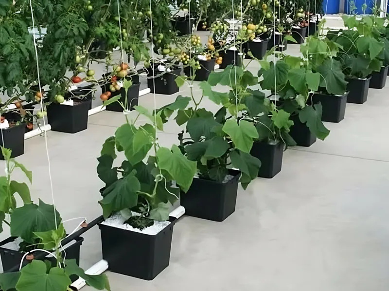 HydroBlue Outdoor Greenhouse Fruit & Vegetable Plant Factory adopts Dutch Bucket cultivation with intelligent temperature, light, water and fertilizer control. The breathable and fertilizer-retentive mode promotes the growth of tomatoes, cucumbers and other crops, saving water and reducing pests. Pesticide-free fruits and vegetables are fresh and tender, with stable high yield year-round, suitable for large-scale commercial planting.