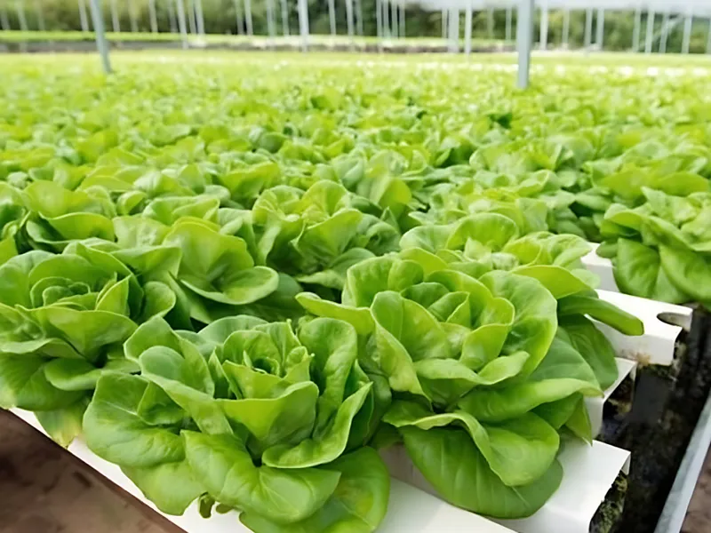 HydroBlue Outdoor Greenhouse Leafy Vegetable Plant Factory adopts NFT hydroponic system with intelligent temperature, light, water and fertilizer control. Nutrient film technology enables efficient energy supply, saving water and fertilizer with fast growth. Pesticide-free lettuce, spinach and other greens are fresh and tender, with stable high yield year-round, suitable for large-scale commercial planting.