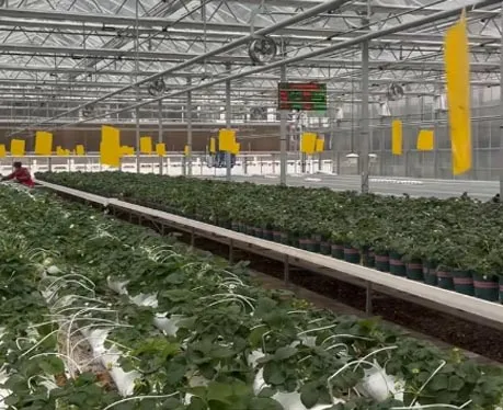 Strawberry Soilless Culture Greenhouse Put into Operation in Hanzhong City, Shaanxi Province