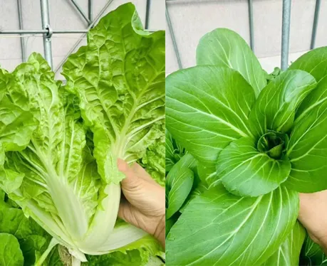 Technology Empowers Farming: The NFT Hydroponic System Strikes a New Chorus of Vegetable Bounties