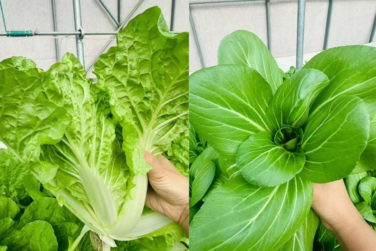 technology-empowers-farming-01.jpg technology-empowers-farming-01.jpg