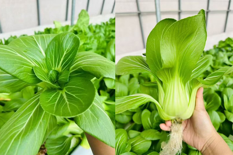 technology-empowers-farming-04.jpg technology-empowers-farming-04.jpg