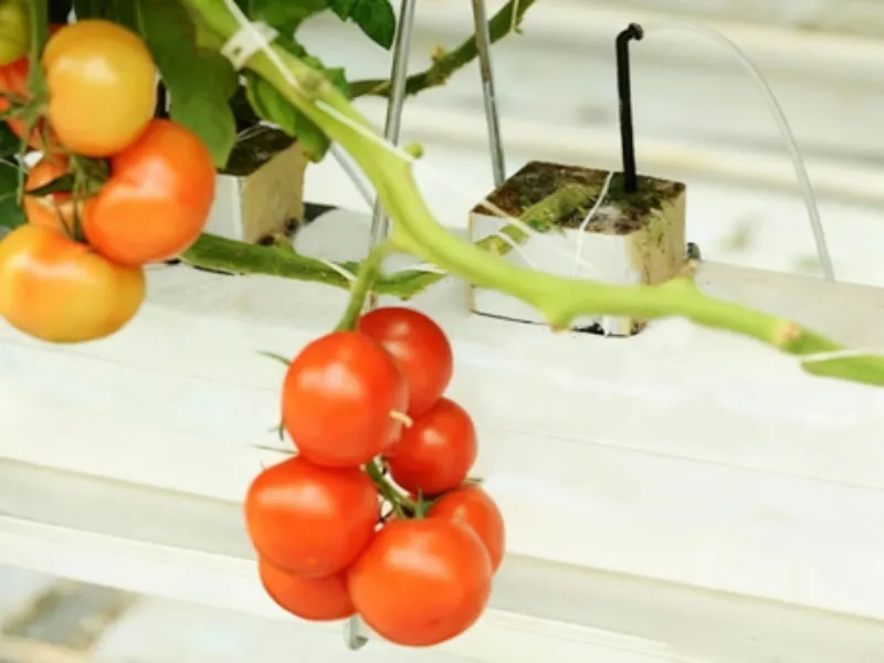 Intelligent Fruit & Vegetable Container