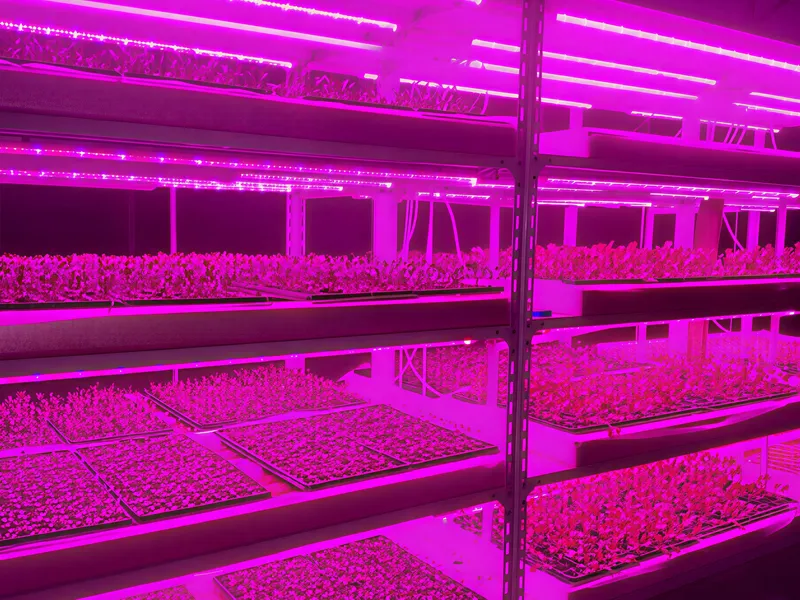 Simulated Lighting System