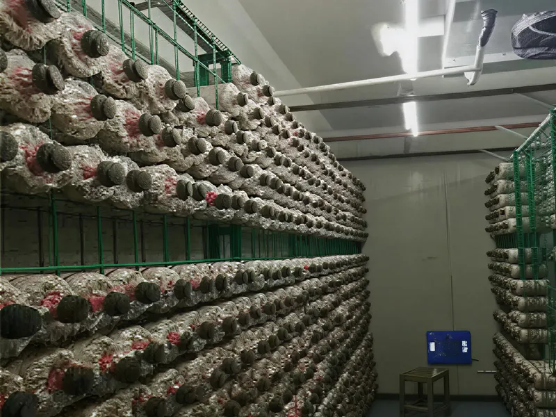 Mushroom-Specific Constant-Temperature Container