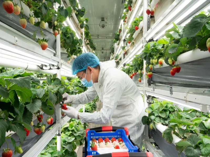 Strawberry Coconut Coir Substrate Container