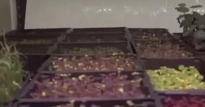 Snow Covers the Yard, Hydroponics Grows Steadily