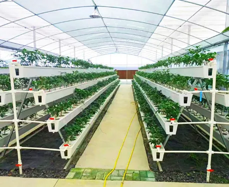 A New Year Unfolds, All Things Renew