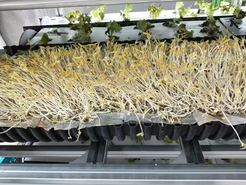 Built on 40-foot standard containers and suitable for large-scale planting, the closed intelligent cultivation cabin integrates vertical aluminum alloy frames, aeroponics-specific pipelines, as well as a full set of intelligent control and energy-saving equipment. It enables unattended year-round mass production, boosts space utilization by 80%, and a single operator can manage multiple containers, cutting labor costs significantly. Cultivation is 100% pesticide-free with a water recycling rate of ≥95%. The modular design allows for off-site deployment, making it ideal for large-scale high-quality microgreen cultivation and supply in special scenarios.