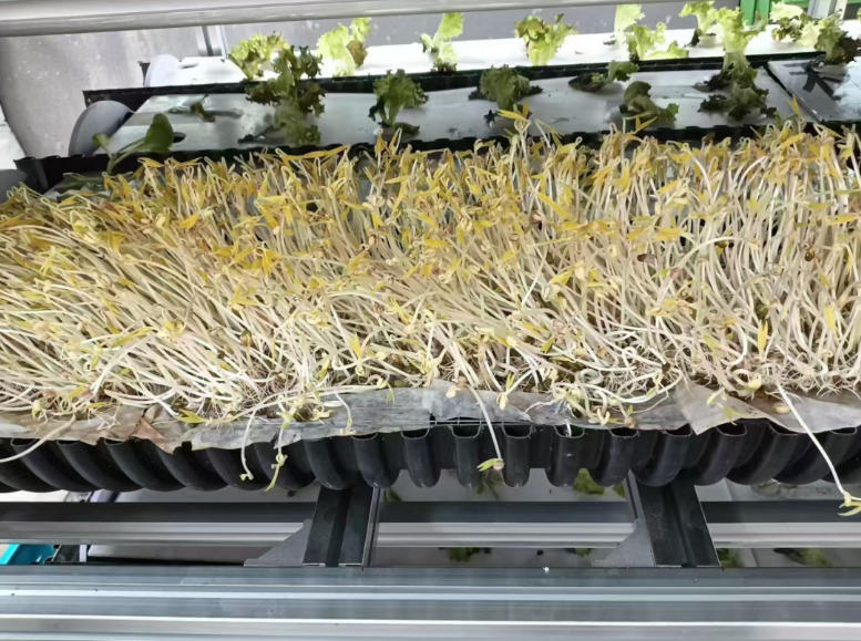 Microgreen_vegetable_solutions_03.jpg