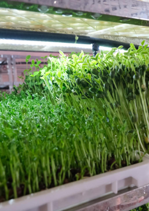 Microgreen_vegetable_solutions_10.jpg