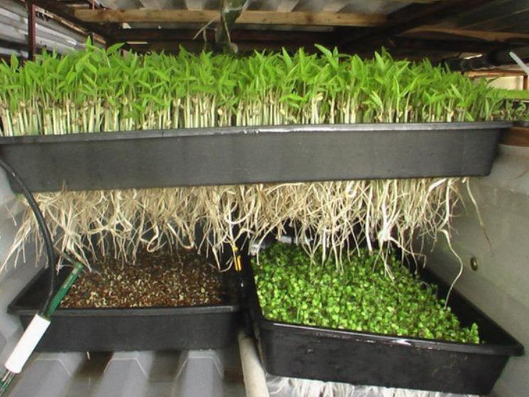 Microgreen_vegetable_solutions_11.jpg