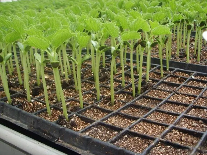 Suitable for medium-sized planting bases, it adopts anti-corrosive aluminum seedbeds and food-grade PVC plug trays, matched with zoned intelligent supplementary lighting, 4-in-1 sensors and integrated water-fertilizer spray systems. Modular and expandable, it achieves ≥95% seedling uniformity, supports zoned differential cultivation and raises space utilization by 50%. Water and fertilizer recycling cuts costs, realizing standardized mass production for stable supply to supermarkets and catering channels.