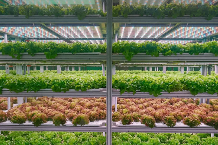 commercial-cultivation.jpg commercial-cultivation.jpg