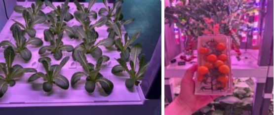 fresh-urban-gardening-with-hydroblue-grow-clean-eat-healthy-3.jpg fresh-urban-gardening-with-hydroblue-grow-clean-eat-healthy-3.jpg