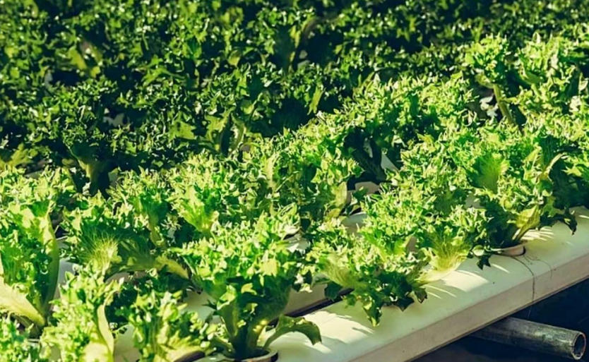 fresh-urban-gardening-with-hydroblue-grow-clean-eat-healthy-4.jpg fresh-urban-gardening-with-hydroblue-grow-clean-eat-healthy-4.jpg