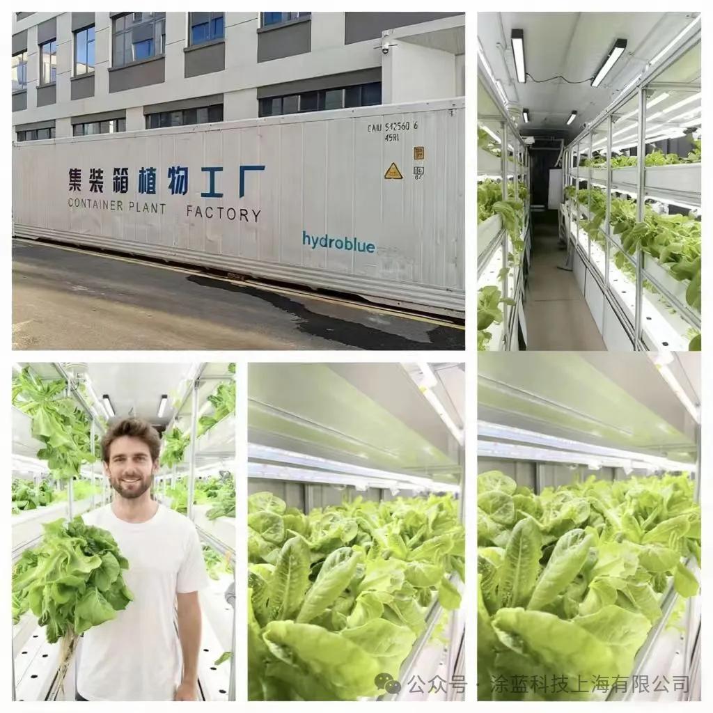 from-balconies-to-farms-hydroponic-innovation-grows-endless-delights-3.jpg