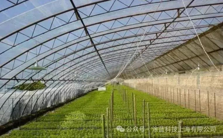 from-balconies-to-farms-hydroponic-innovation-grows-endless-delights-4.jpg