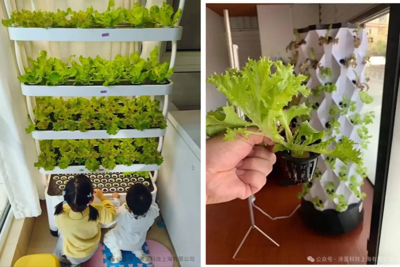 from-balconies-to-farms-hydroponic-innovation-grows-endless-delights-5.jpg