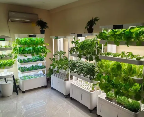 Home Hydroponic Gardening: Fresh Green Life with Hydroblue Tech
