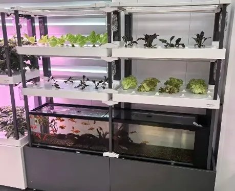 No Soil, No Sunlight: Grow Vegetables All Year Round at Home! HydroBlue Turns Your Balcony into an Intelligent Farm