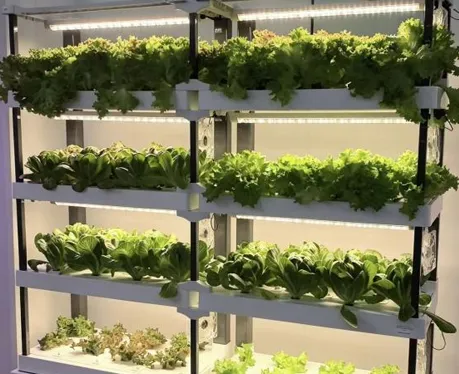 Hydroponics: Growing the Future in Limited Space