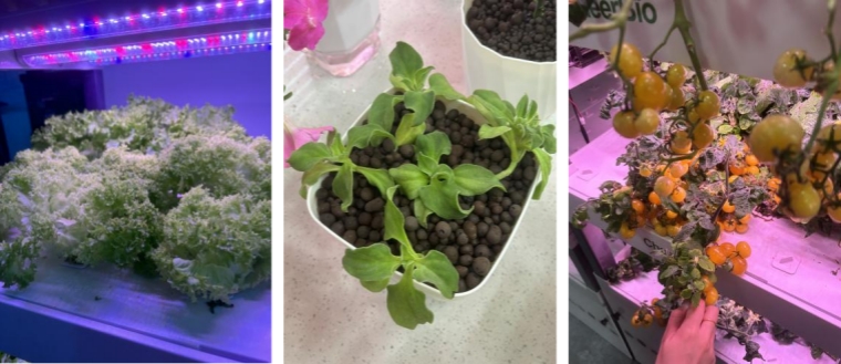 hydroponics-growing-the-future-in-limited-space-1.jpg