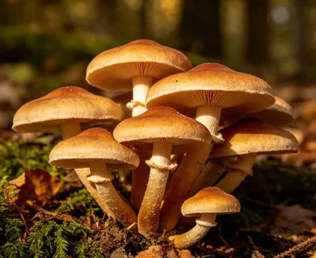 Mushroom Growing Container Systems: A Complete Guide to Efficient, Clean & Scalable Cultivation