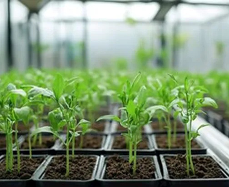 Ebb and Flow Bench vs Ebb and Flow Tray: Which Is Better for Commercial Growing?