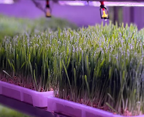 How to Choose a Hydroponic Fodder System for Commercial Livestock Farming